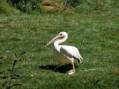 101PARC AUX OISEAUX DANS L AIN 2016 1_000025